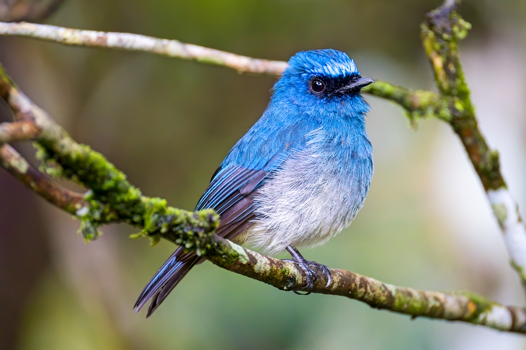 Indigo Flycatcher (image by Andre Ambrose D'Penha)
