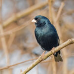 Jambandu Indigobird (image by Pete Morris)