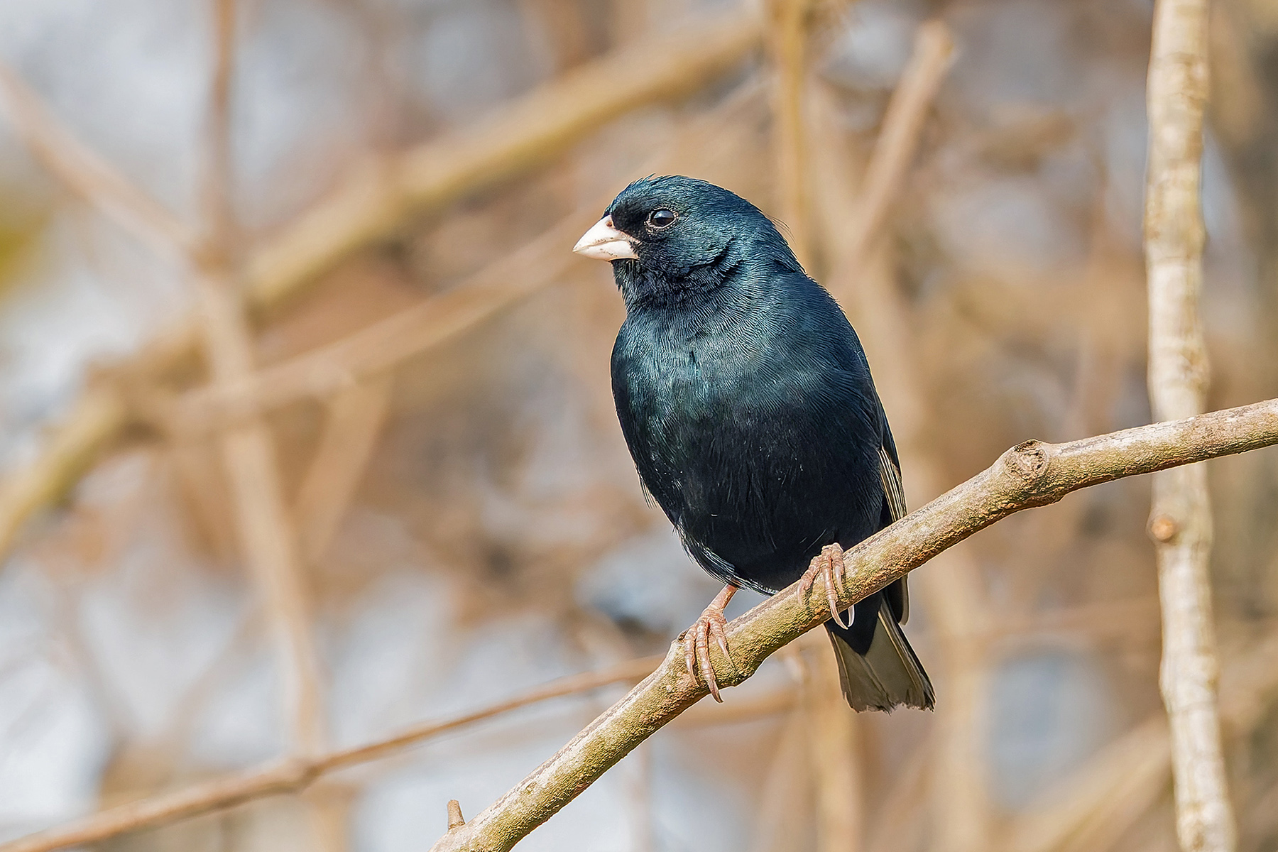 Jambandu Indigobird (image by Pete Morris)