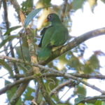 Jambu Fruit Dove (image by Andre Ambrose D'Penha)