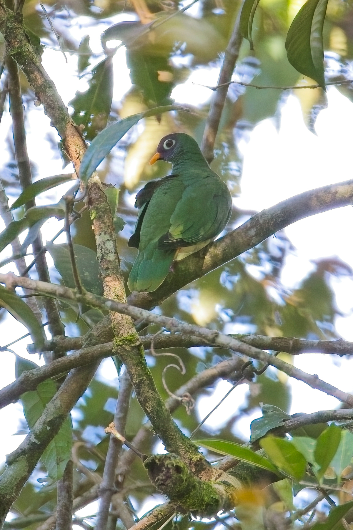 Jambu Fruit Dove (image by Andre Ambrose D'Penha)