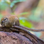 Jentink's Squirrel (image by Andre Ambrose D'Penha)
