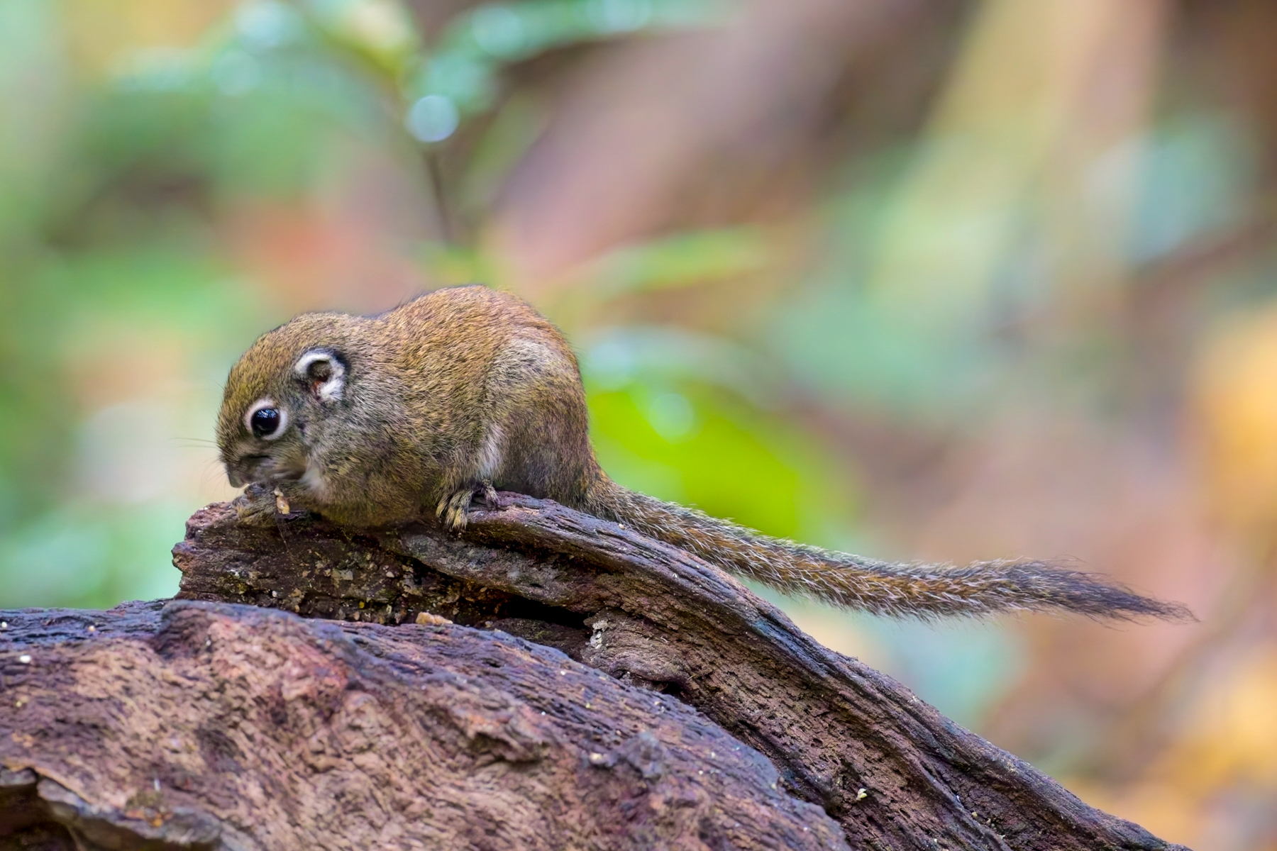 Jentink's Squirrel (image by Andre Ambrose D'Penha)
