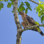 Jerdon's Baza (image by Andre Ambrose D'Penha)