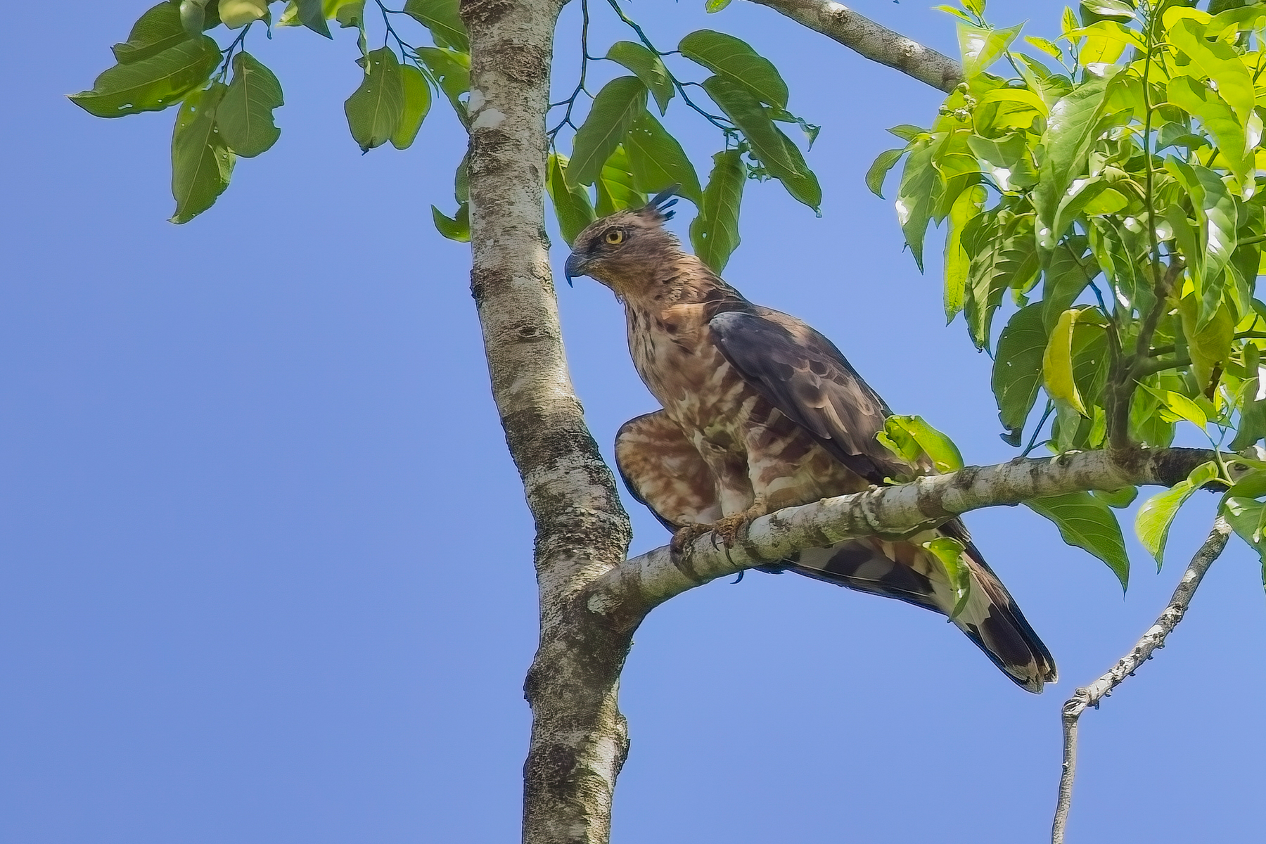 Jerdon's Baza (image by Andre Ambrose D'Penha)