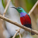Johanna's Sunbird (image by Pete Morris)