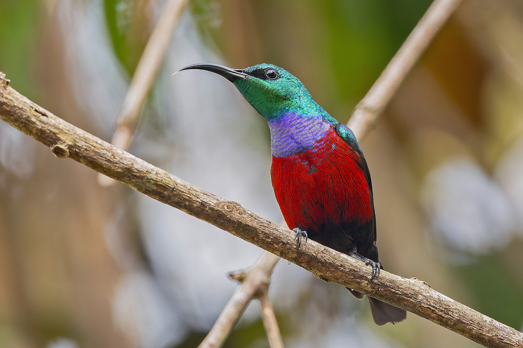 Johanna's Sunbird (image by Pete Morris)