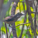 Kemp's Longbill (image by Pete Morris)
