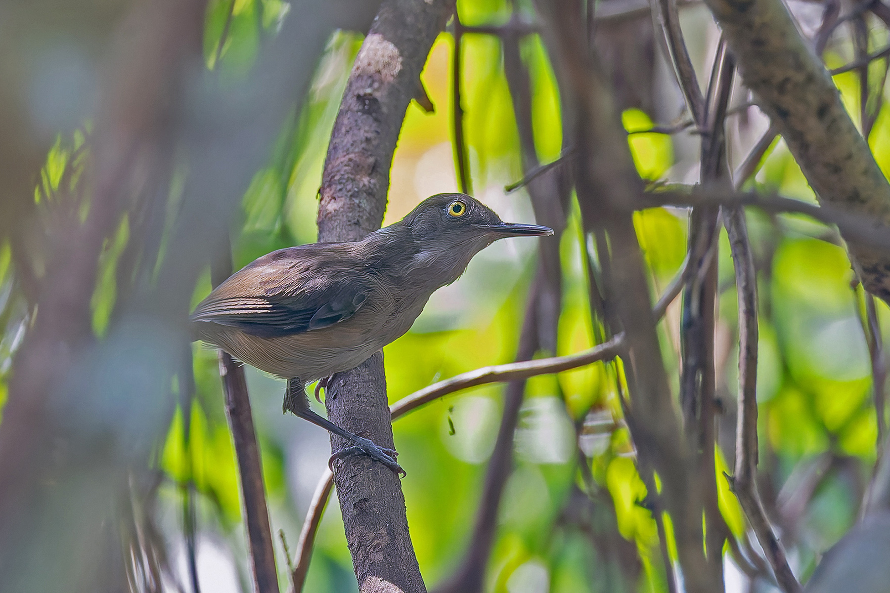 Kemp's Longbill (image by Pete Morris)