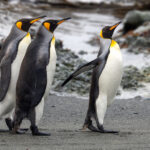 King Penguins (image by Nik Borrow)