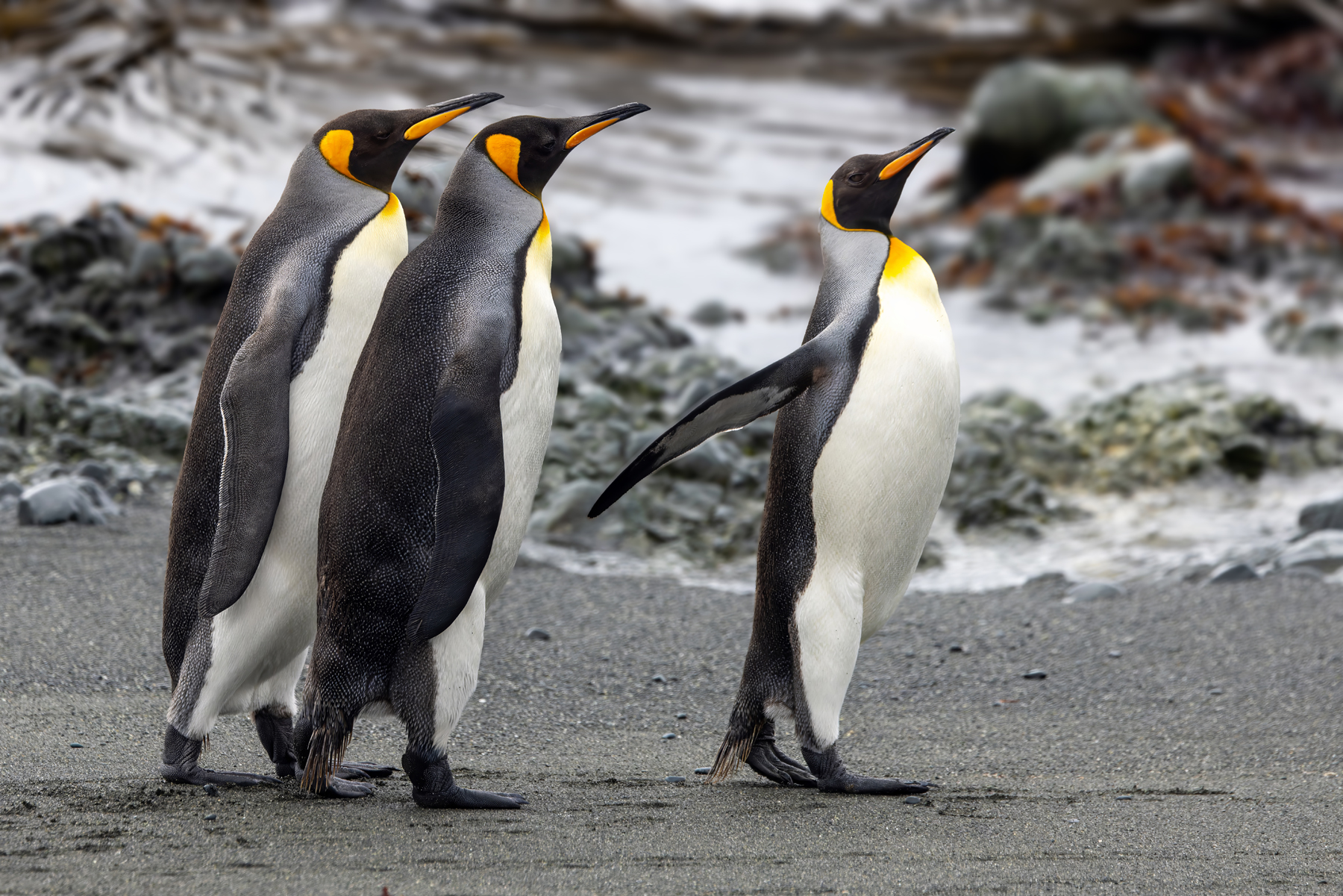 King Penguins (image by Nik Borrow)