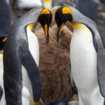 King Penguins (image by Nik Borrow)