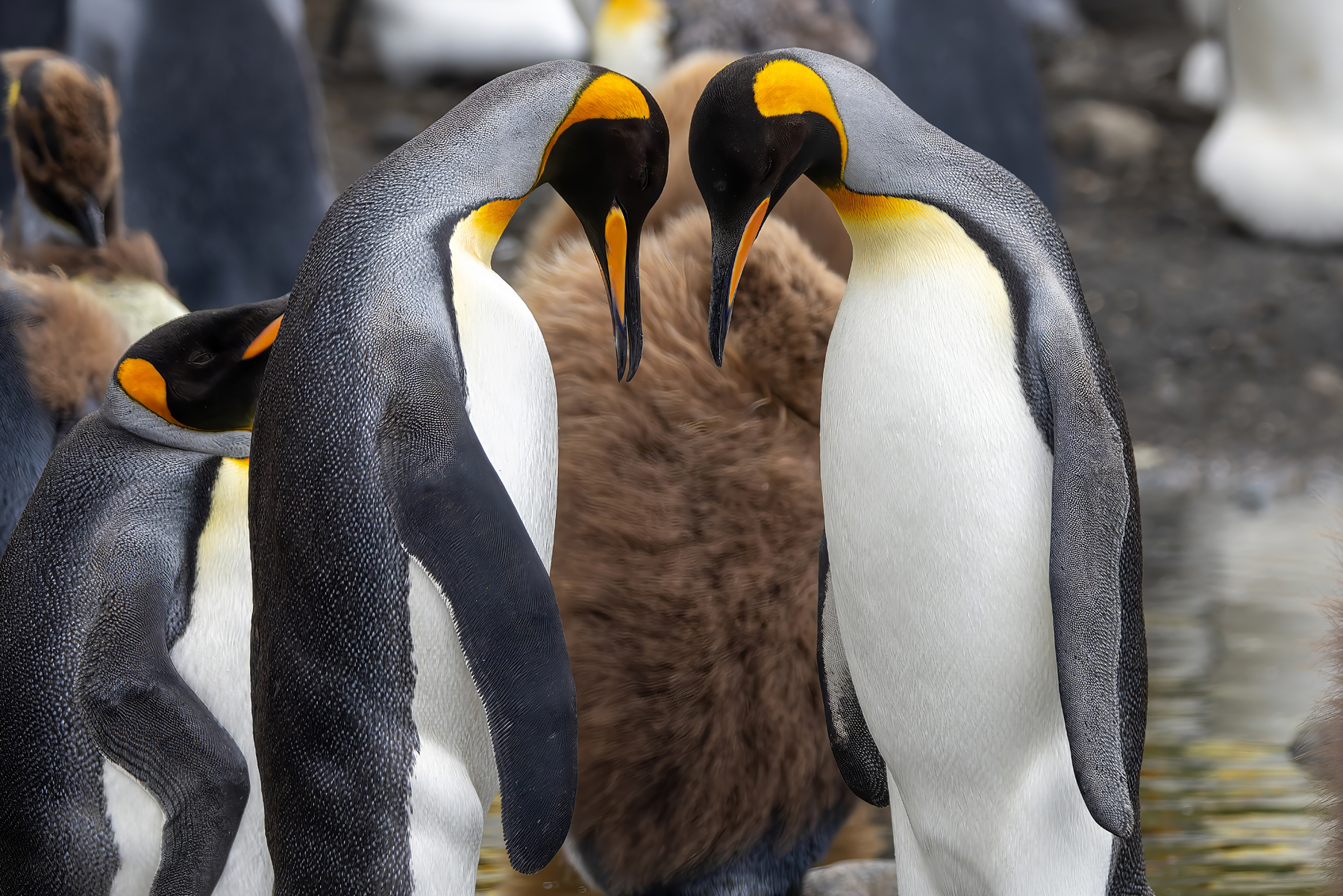 King Penguins (image by Nik Borrow)