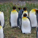 King Penguins (image by Mark Pearman)