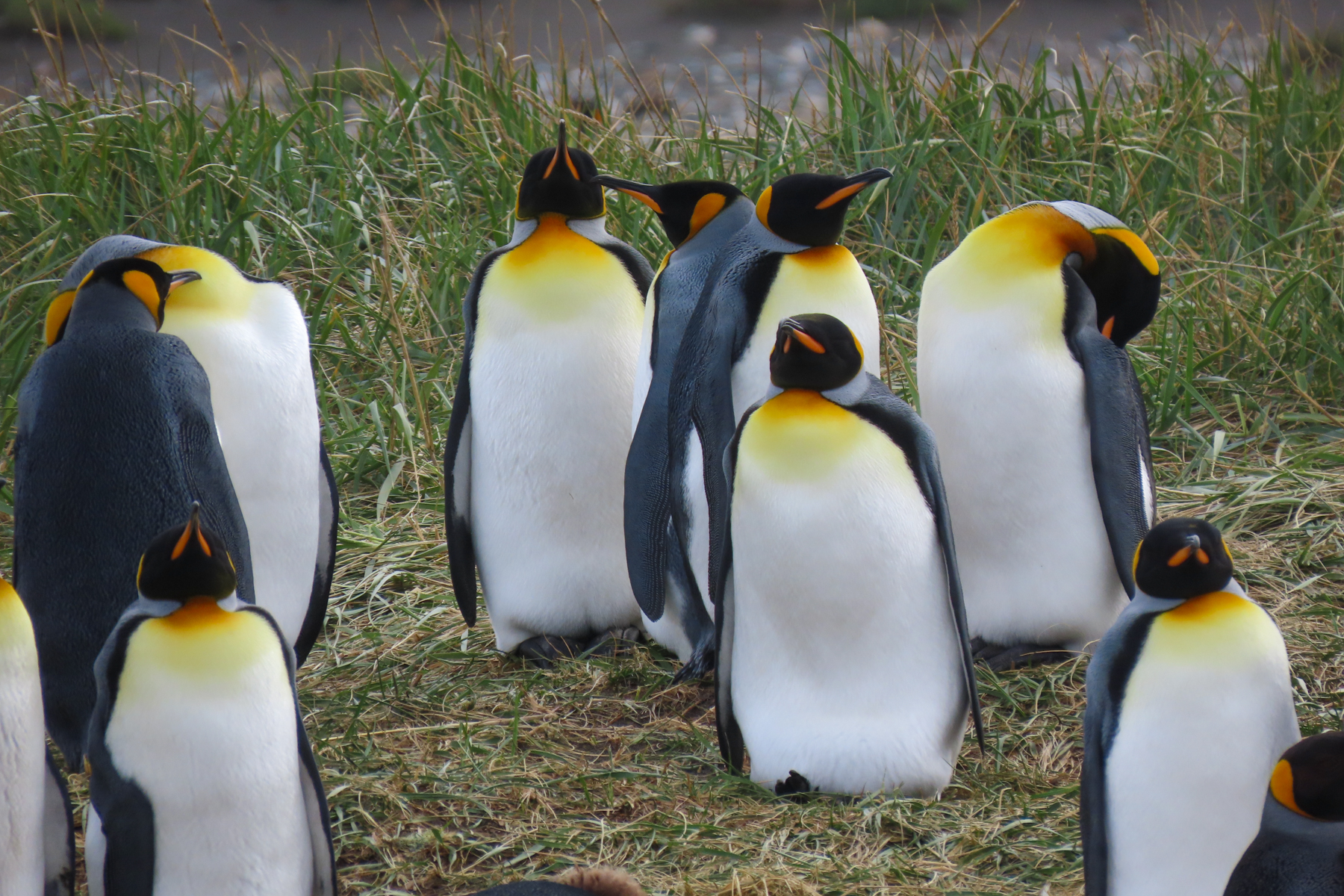 King Penguins (image by Mark Pearman)