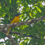 Lagden's Bushshrike (Western) (image by Pete Morris)