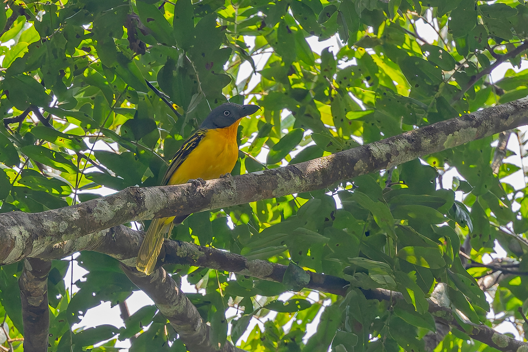 Lagden's Bushshrike (Western) (image by Pete Morris)
