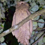 Large Frogmouth (image by Andre Ambrose D'Penha)