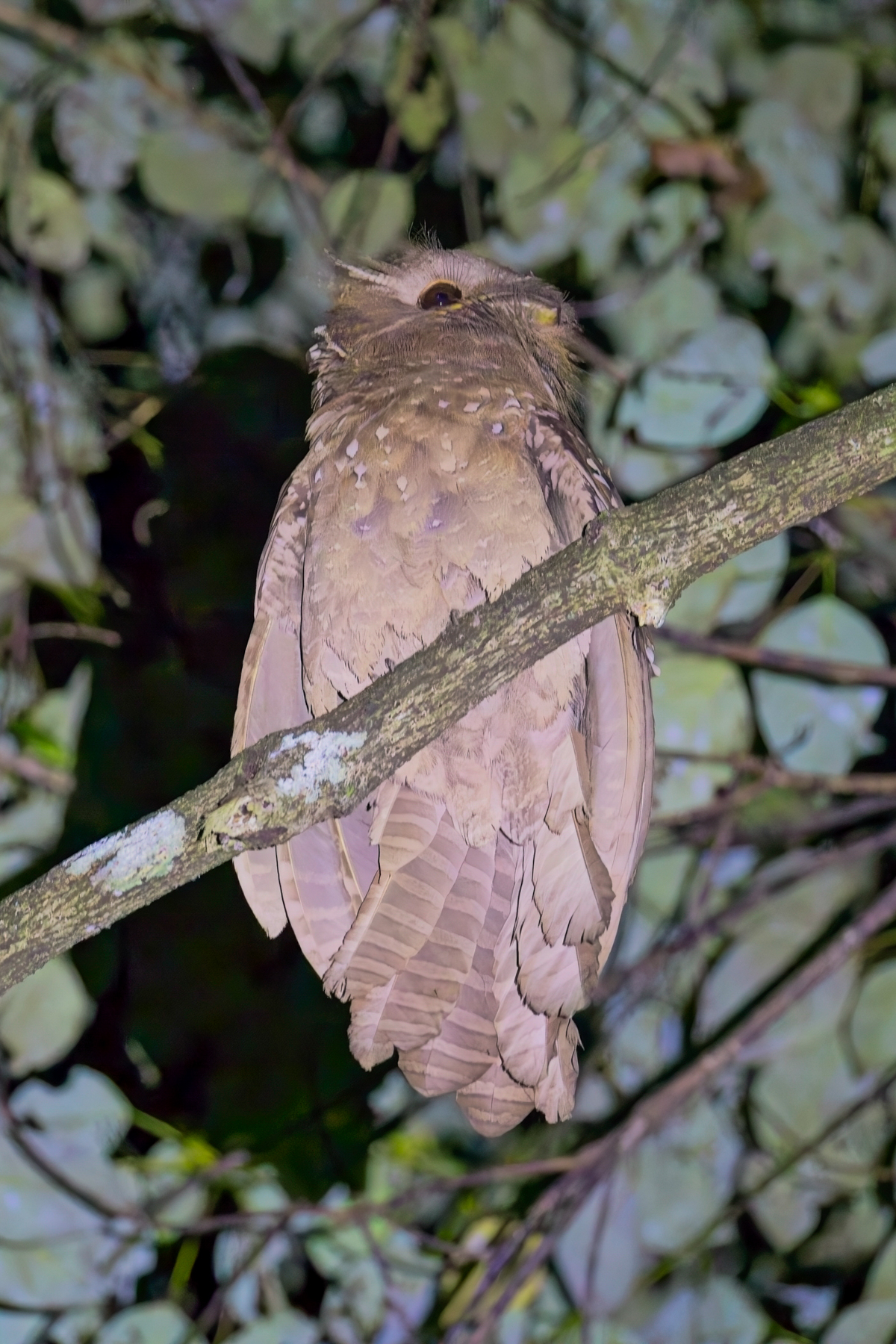Large Frogmouth (image by Andre Ambrose D'Penha)