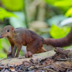 Large Treeshrew (image by Andre Ambrose D'Penha)