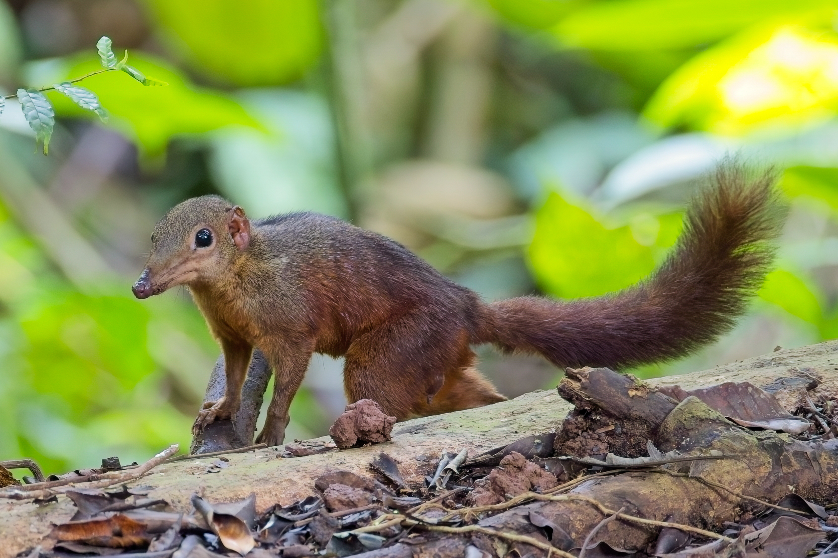 Large Treeshrew (image by Andre Ambrose D'Penha)