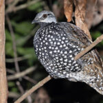 Latham's Francolin (image by Pete Morris)