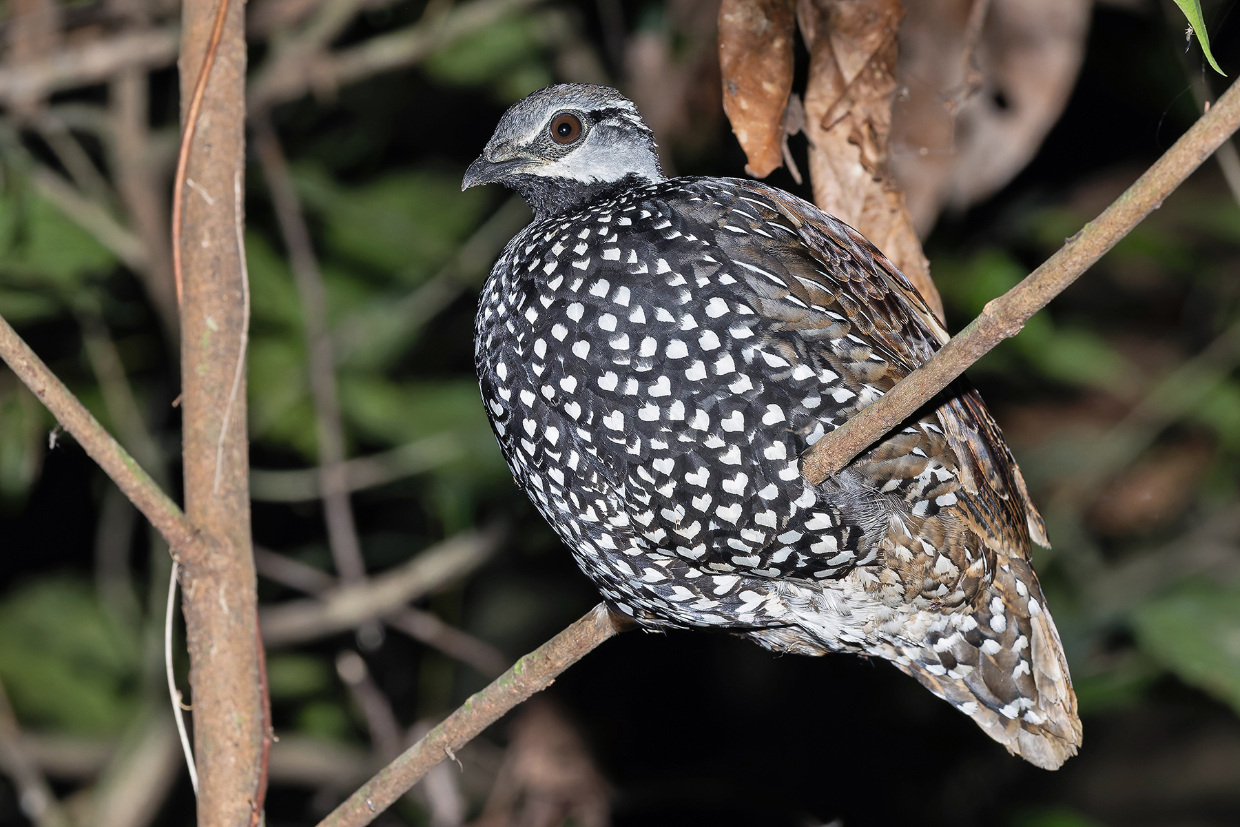 Latham's Francolin (image by Pete Morris)