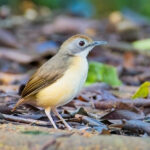 Leaflitter Babbler (image by Andre Ambrose D'Penha)
