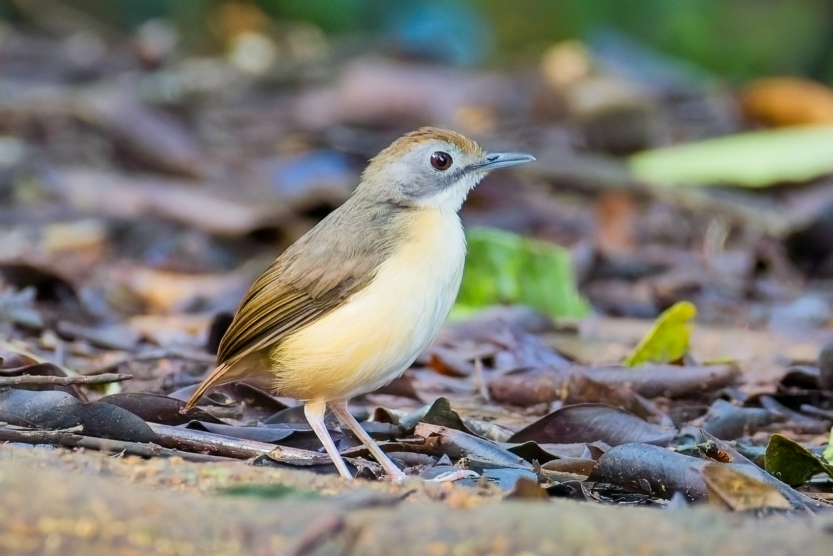 Leaflitter Babbler (image by Andre Ambrose D'Penha)