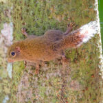 Least Pygmy Squirrel (image by Andre Ambrose D'Penha)