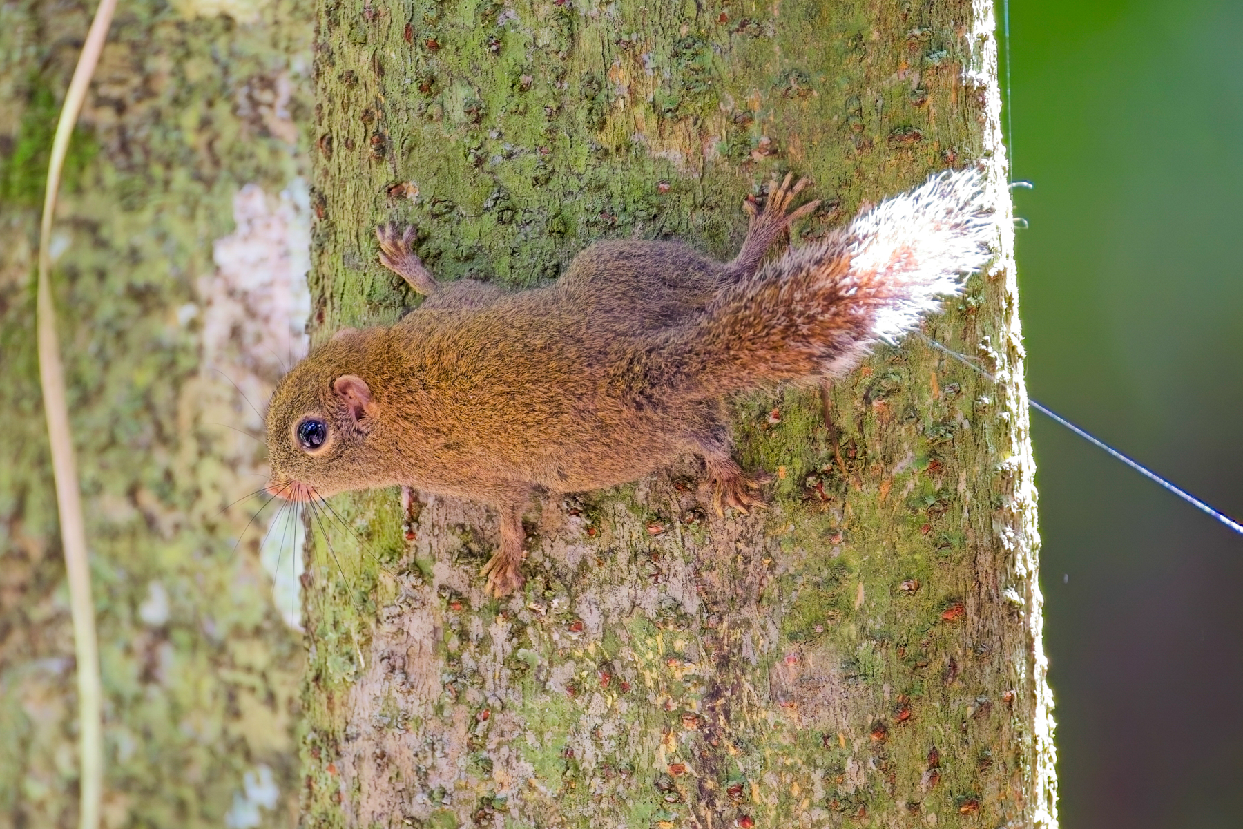 Least Pygmy Squirrel (image by Andre Ambrose D'Penha)