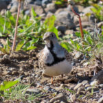 Least Seedsnipe (image by Mark Pearman)