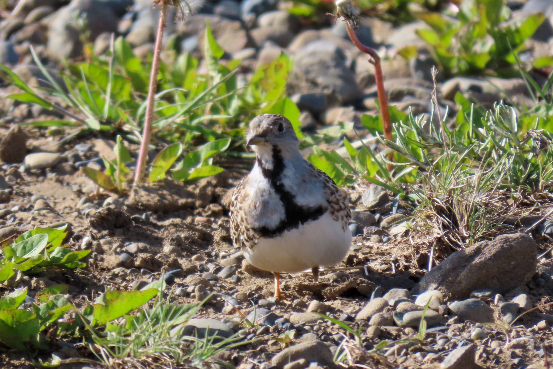 Least Seedsnipe (image by Mark Pearman)