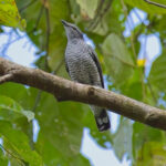 Lesser Cuckoo Shrike (image by Andre Ambrose D'Penha)