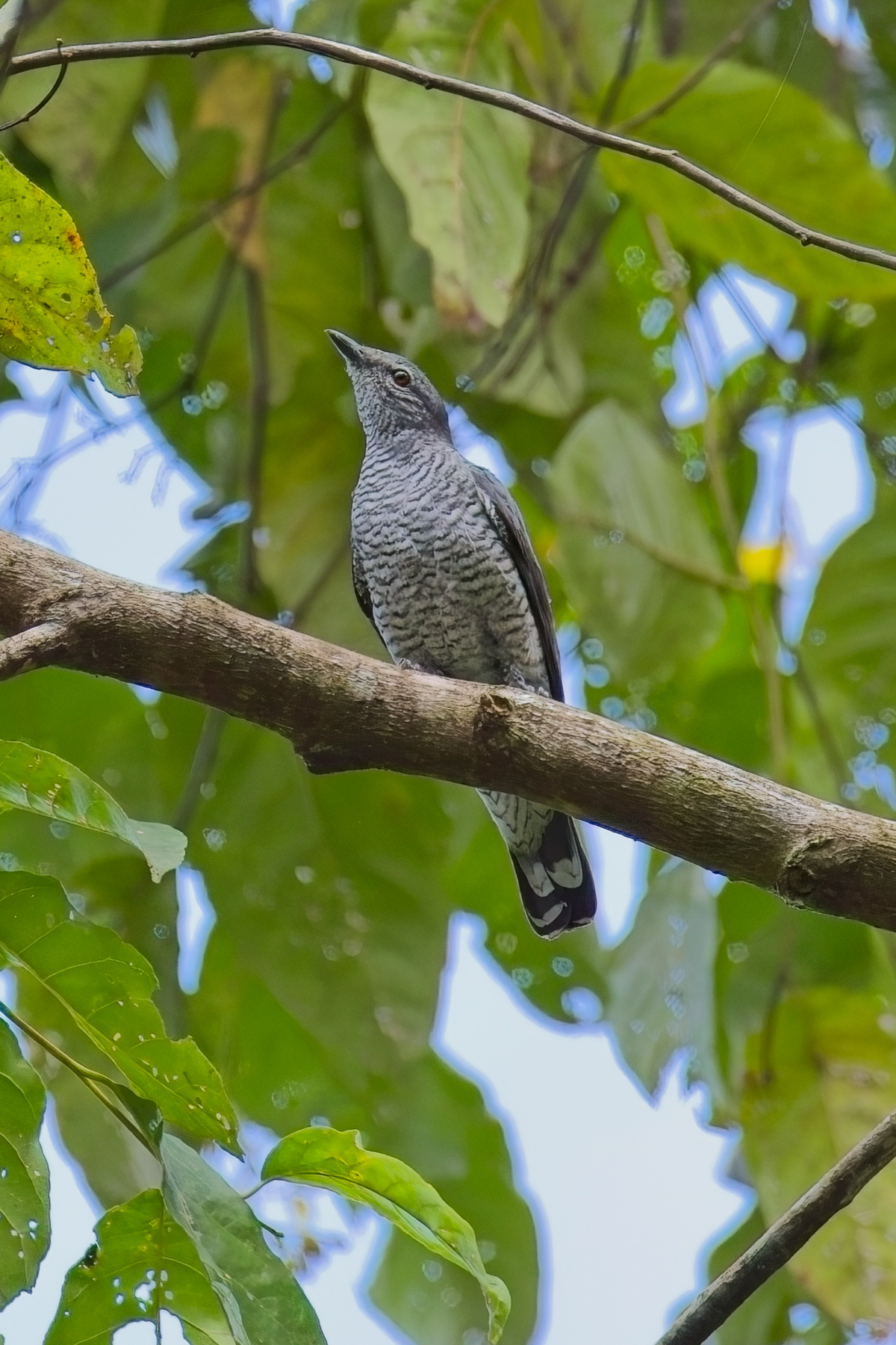 Lesser Cuckoo Shrike (image by Andre Ambrose D'Penha)