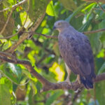Lesser Fish Eagle (image by Andre Ambrose D'Penha)