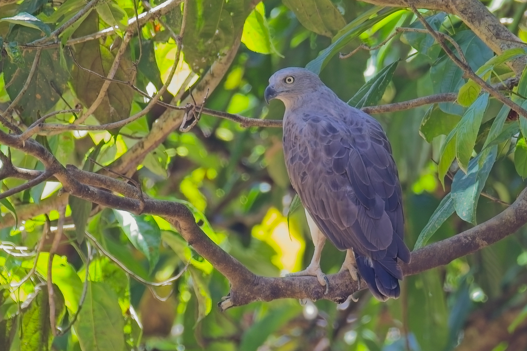 Lesser Fish Eagle (image by Andre Ambrose D'Penha)