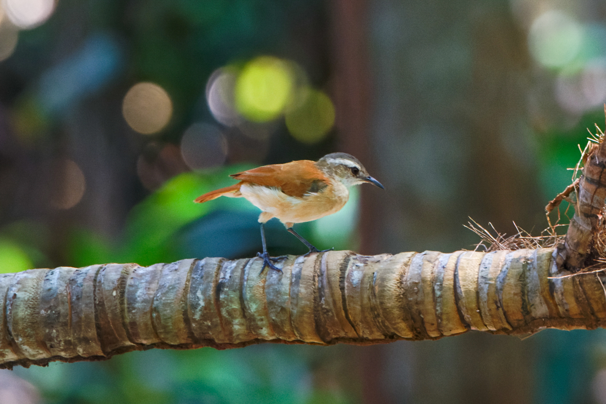 Lesser Hornero (image by Leo Garrigues)