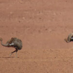 Lesser (Puna) Rhea (image by Mark Pearman)