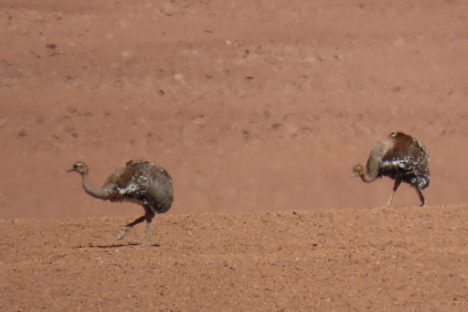 Lesser (Puna) Rhea (image by Mark Pearman)