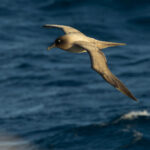 Light-mantled Albatross (image by Nik Borrow)
