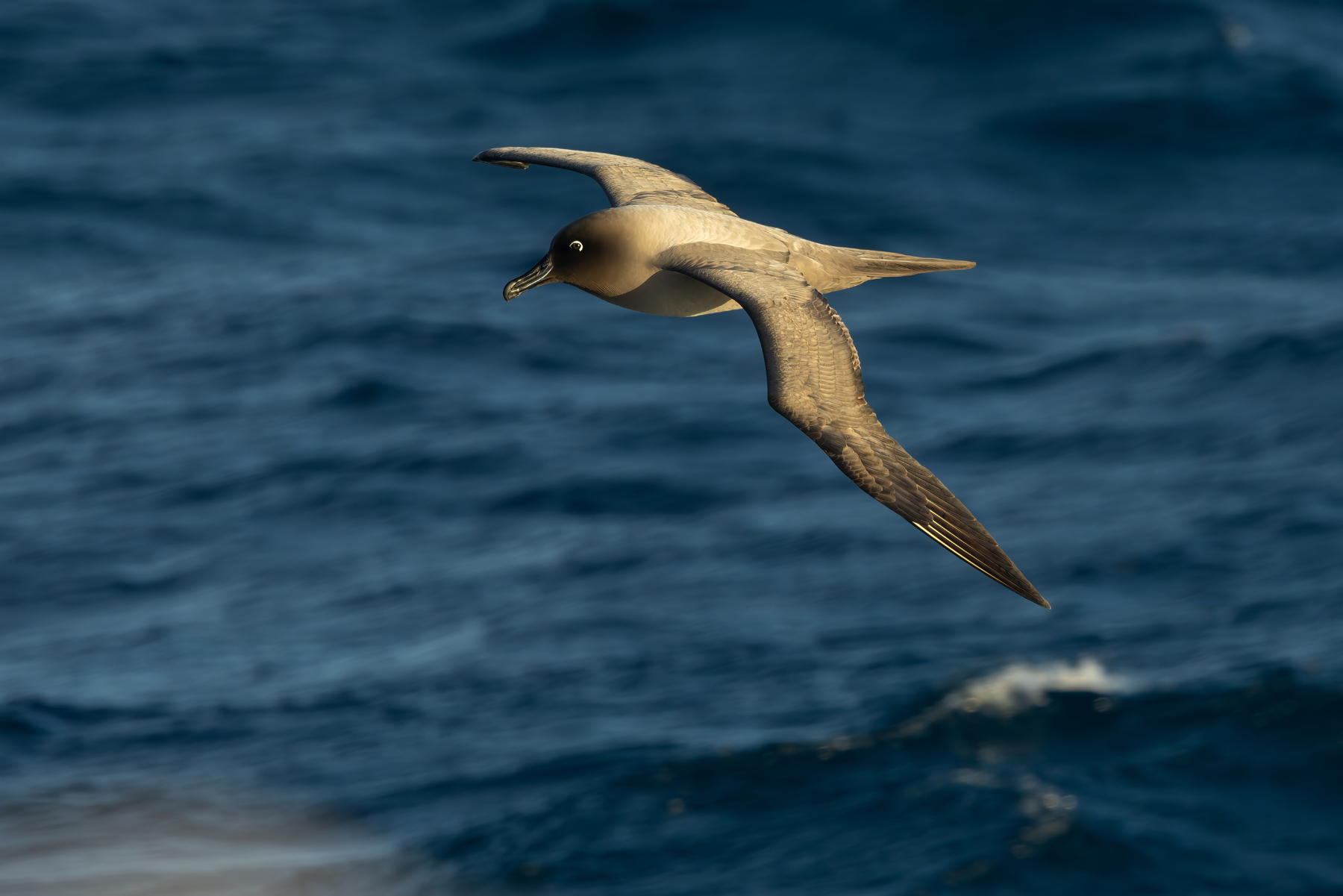 Light-mantled Albatross (image by Nik Borrow)