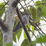 Little Bronze Cuckoo (image by Andre Ambrose D'Penha)