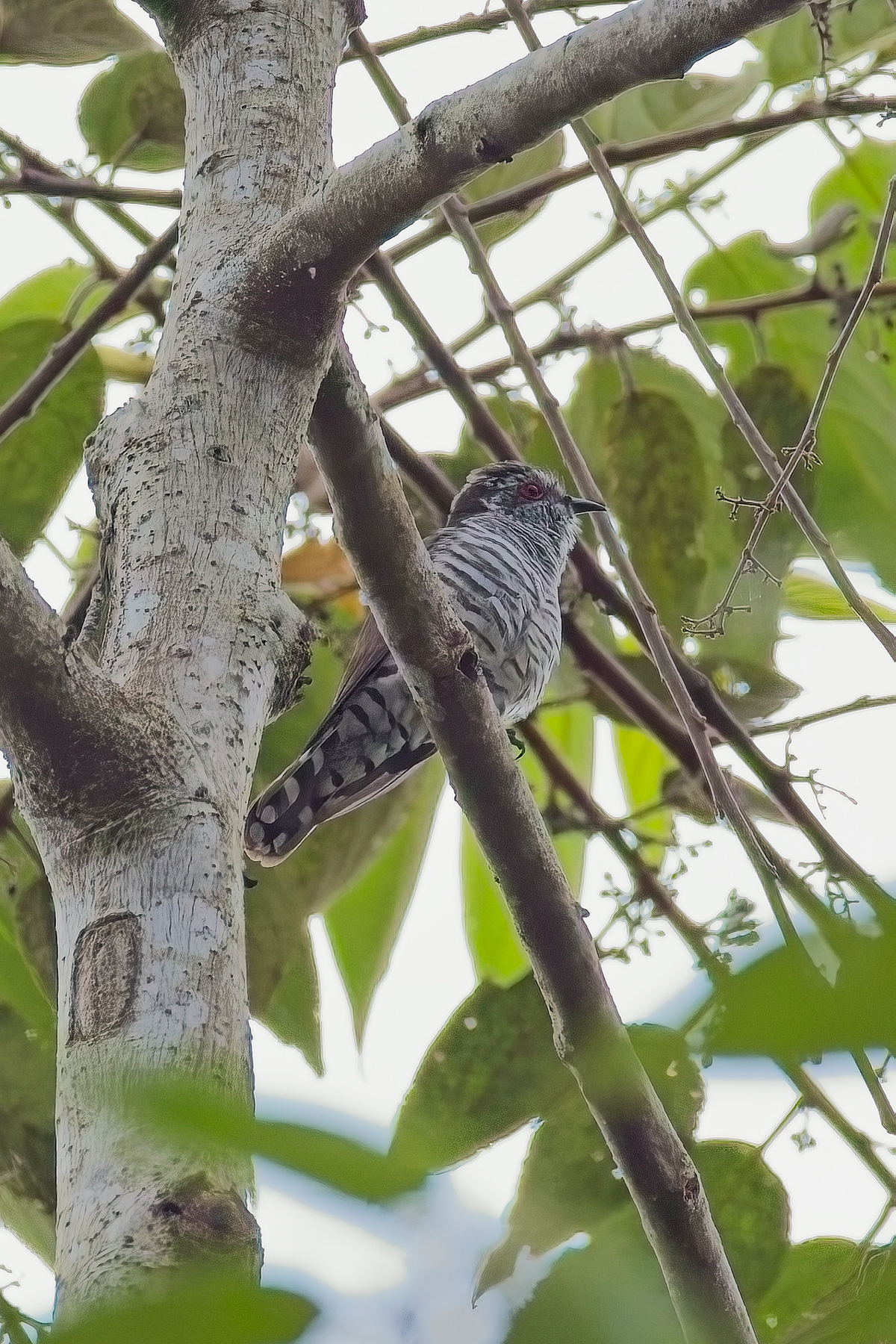 Little Bronze Cuckoo (image by Andre Ambrose D'Penha)