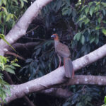 Little Chachalaca (image by Leo Garrigues)