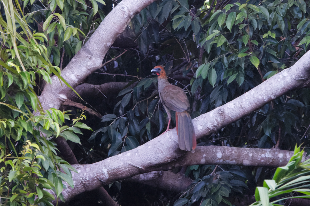 Little Chachalaca (image by Leo Garrigues)