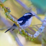 Little Pied Flycatcher (image by Andre Ambrose D'Penha)