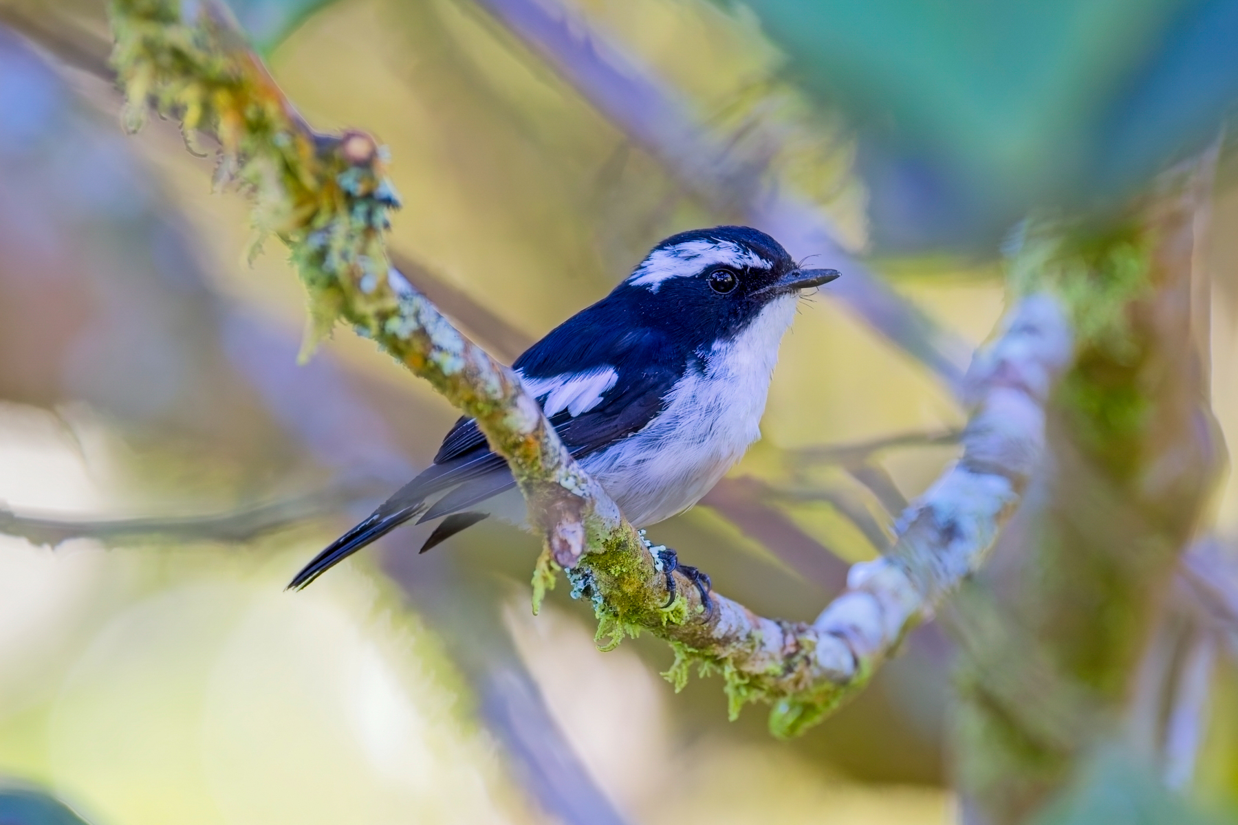Little Pied Flycatcher (image by Andre Ambrose D'Penha)
