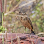 Long-billed Pipit (Bannerman's) (image by Pete Morris)