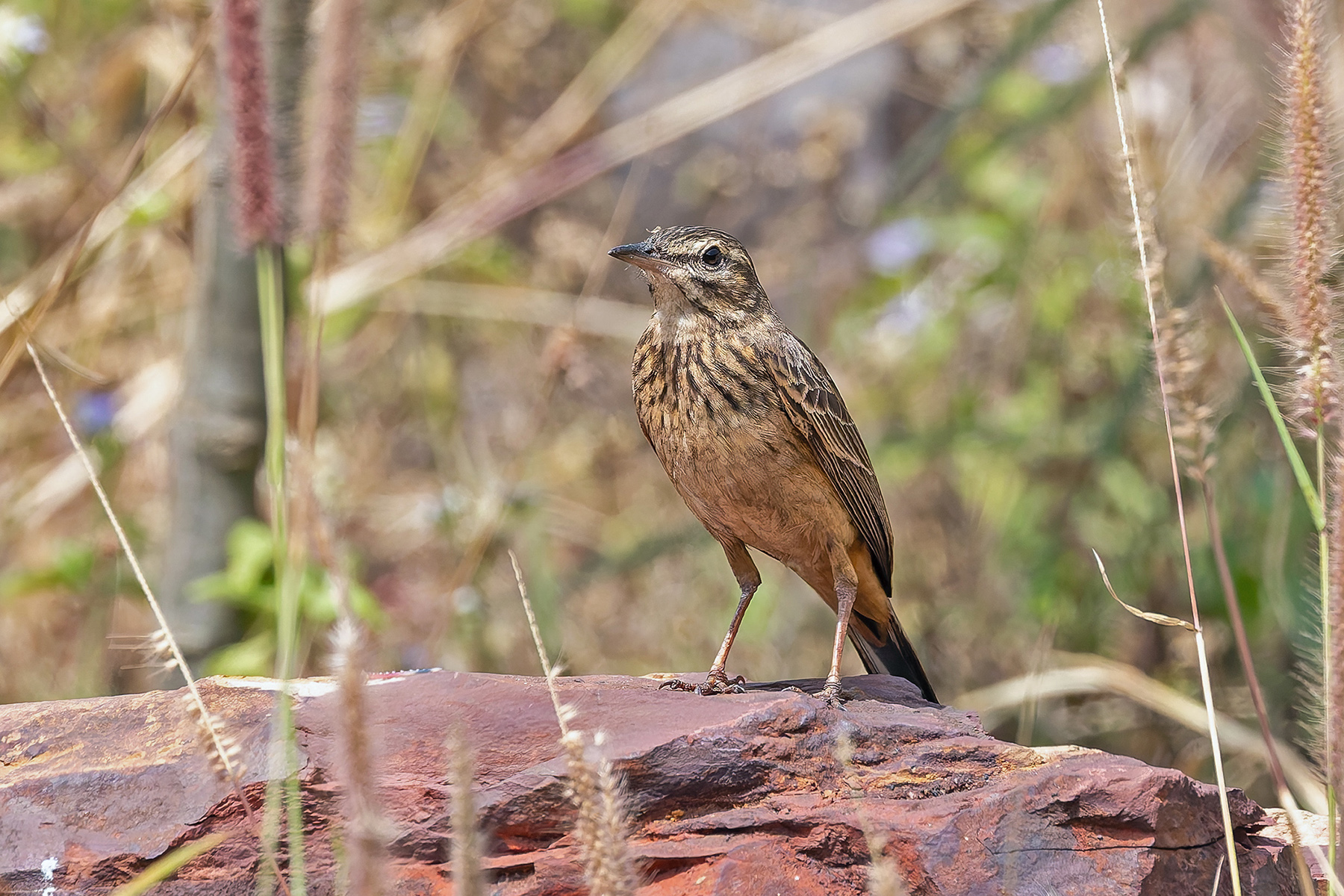 Long-billed Pipit (Bannerman's) (image by Pete Morris)